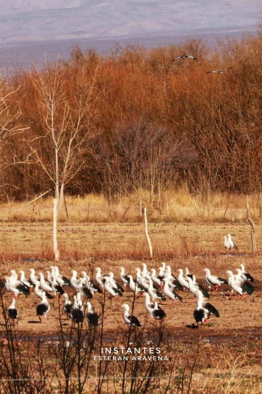 Rio Los Patos Barreal Εξωτερικό φωτογραφία